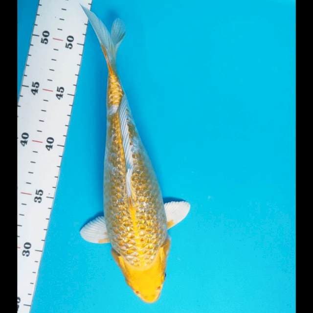 Tamasaba ogon ginrin 25cm