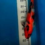 Showa 37cm bulky ganteng