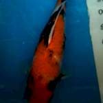 Showa 38cm