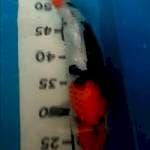 Showa 35cm
