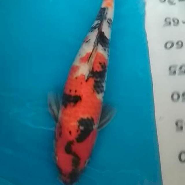 Showa 40cm