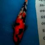 Showa 40cm