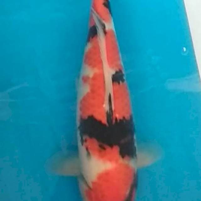 Showa 35cm