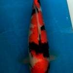 Showa 35cm