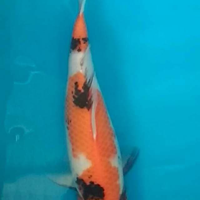 Showa 35cm