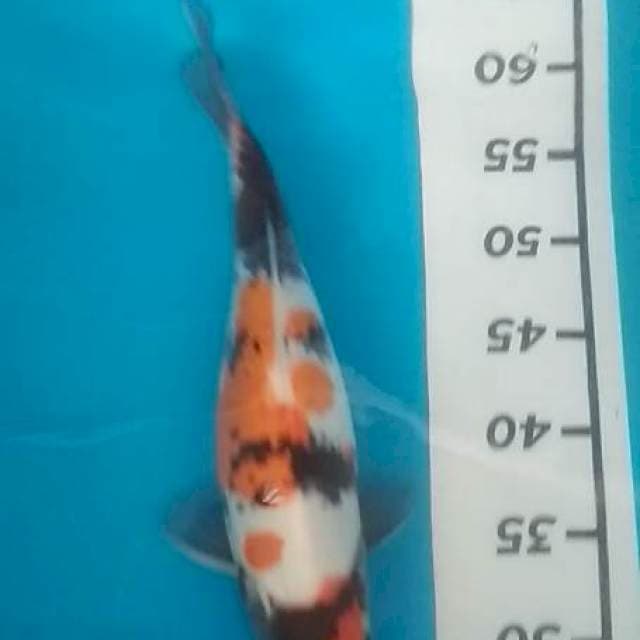 Showa 35cm