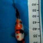 Showa 35cm