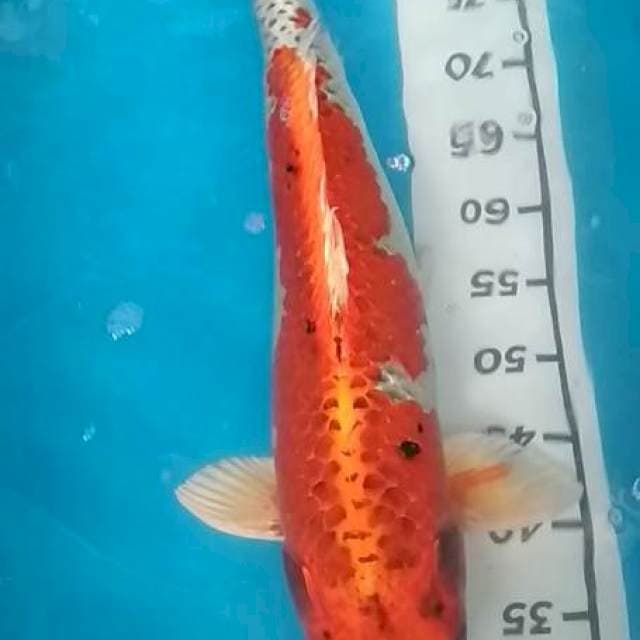 Kujaku 60cm serti hilang