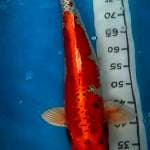 Kujaku 60cm serti hilang