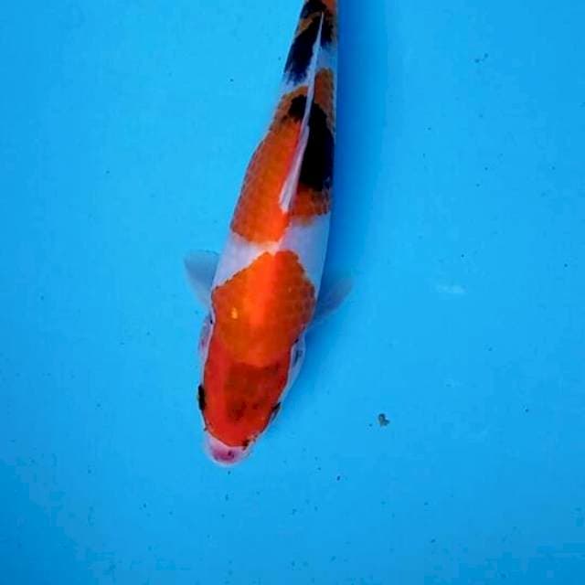 Showa 25cm