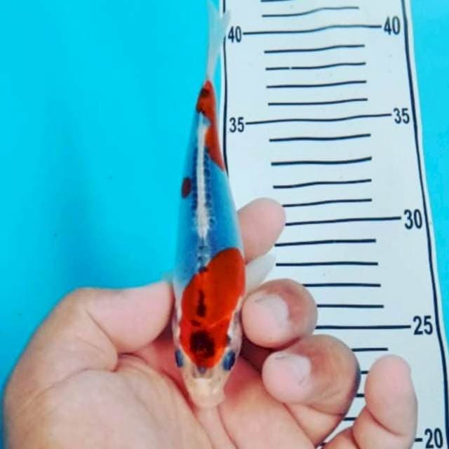 Ghosiki doit murni 15 cm