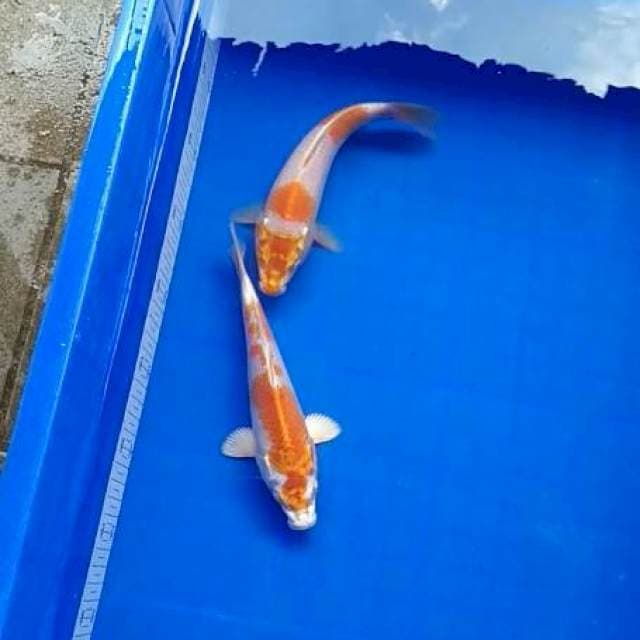 HARIWAKE ORI SZ 20-20 CM SISIK