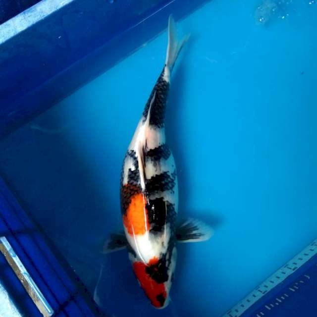 Showa 40cm