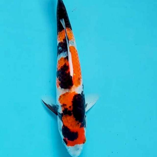 Showa 26cm