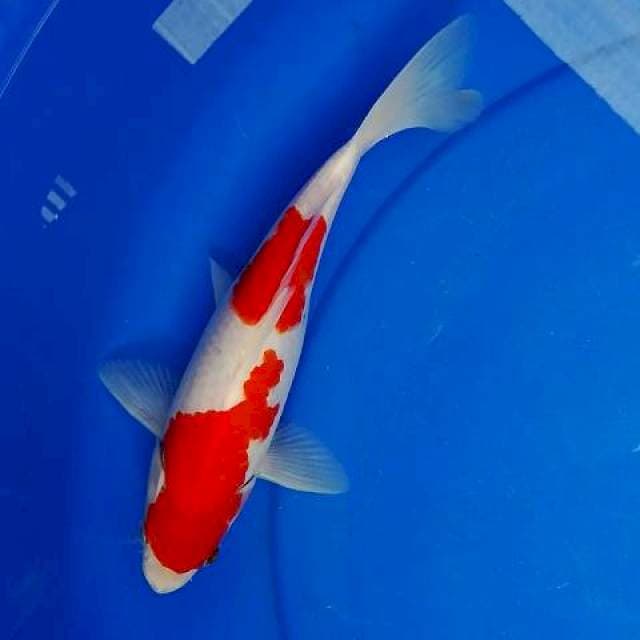 Kohaku