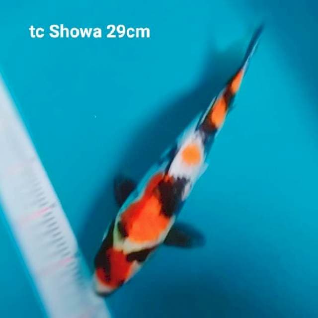Tancho Showa 29cn