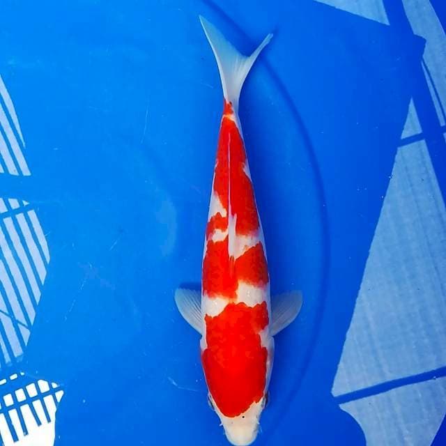 Kohaku