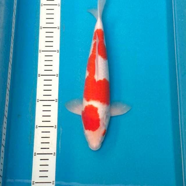 Kohaku