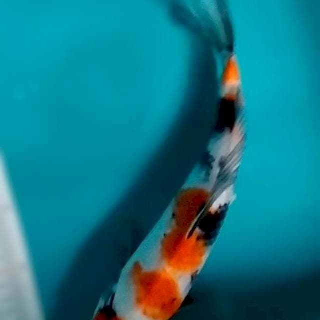 Tancho sanke 32cm 