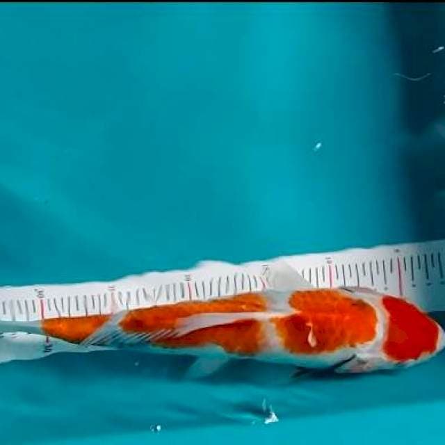 MARUTEN SANKE 30CM
