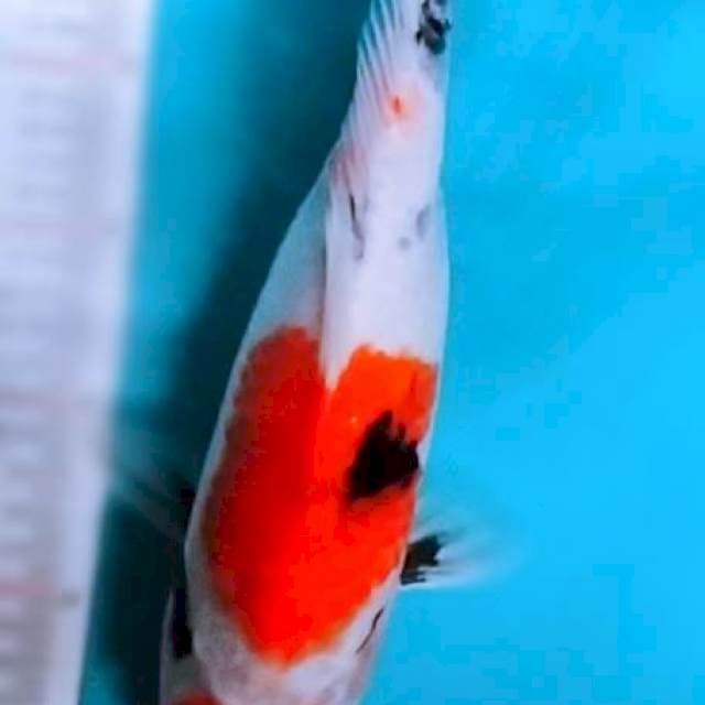 Maruten Showa 32cm