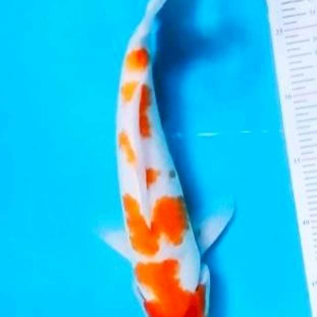 Kohaku 32cm