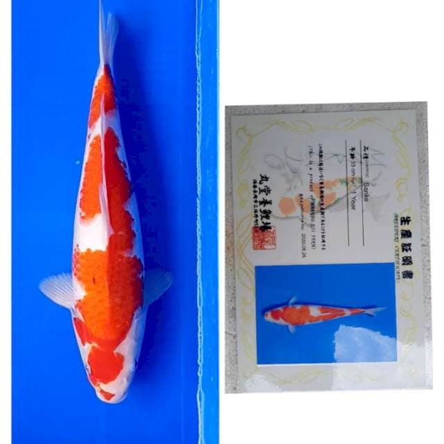 Sanke Import Serti Marudo