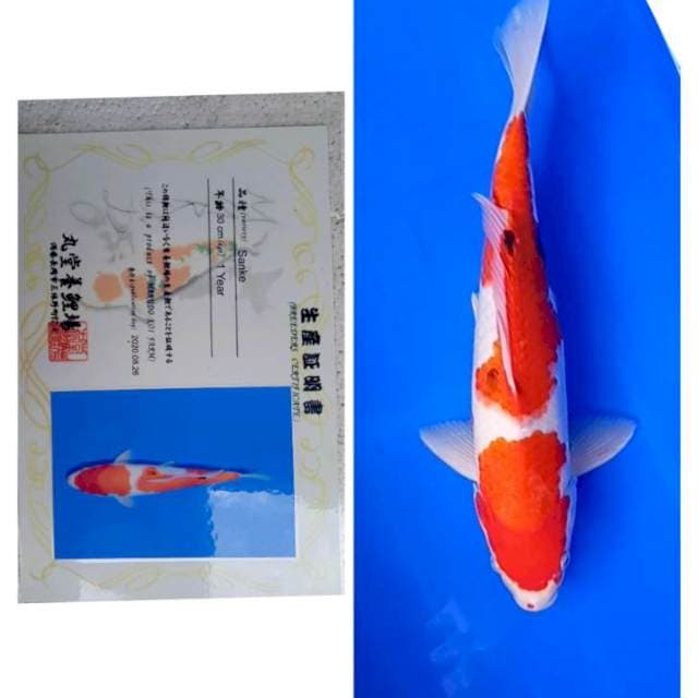 Sanke Import Serti Marudo