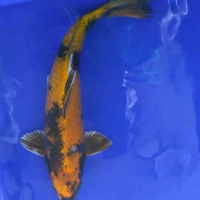 36 cm kin utsuri