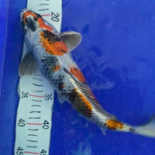 38 cm. Kin showa