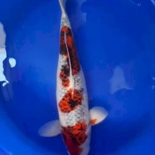 Koromo Goshiki Jumbo