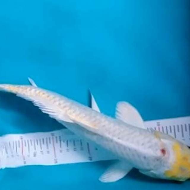 Tanco hariwake 35cm