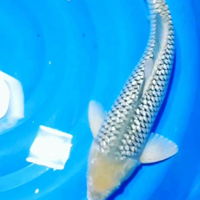Suragoi gindrin male 45cm