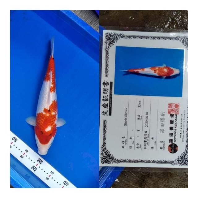 Showa gingrin SHINODA