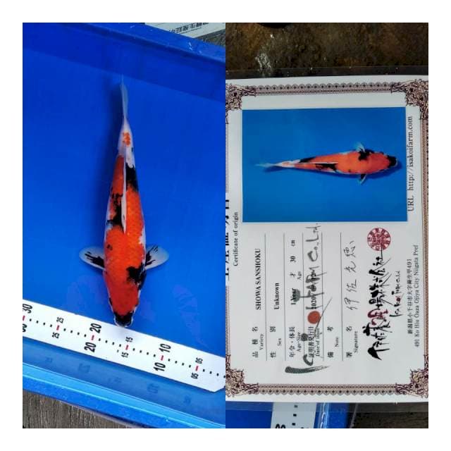 Showa ISA koi Farm