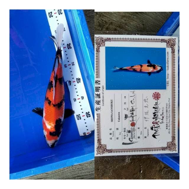 Showa ISA koi farm