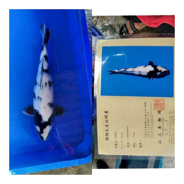 Shiro YAMASAN koi farm