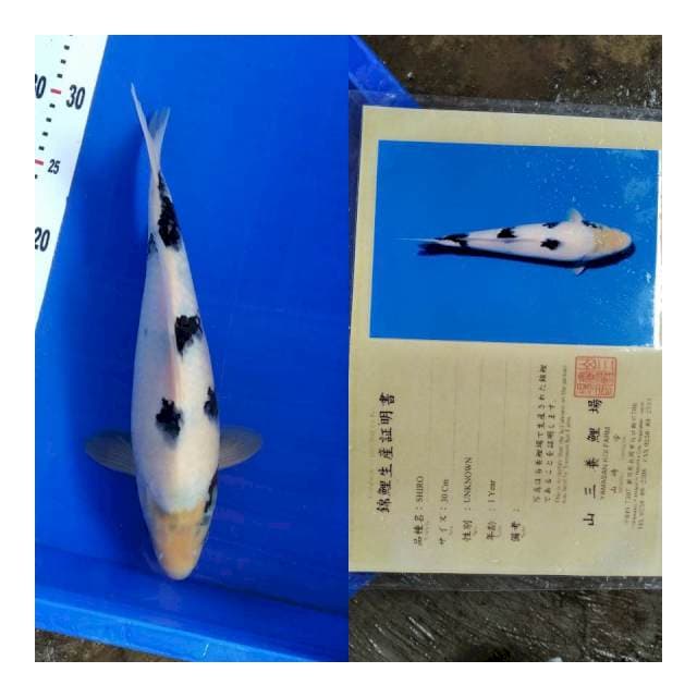 Shiro YAMASAN koi farm