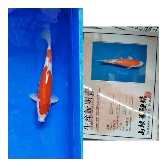 Kohaku YAMAMATSU koi farm