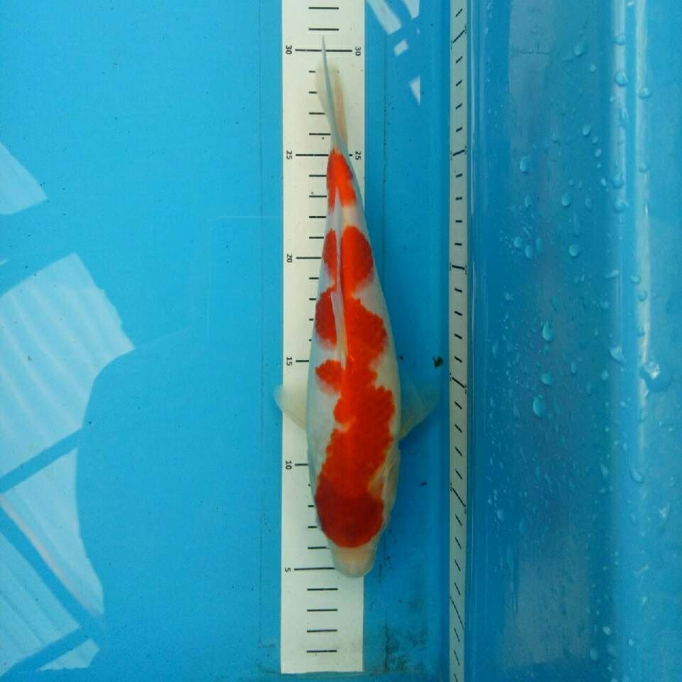 Kohaku 25 cm