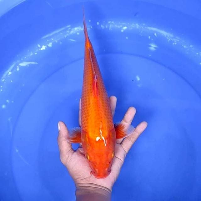 3. Aka Hajiro || 34 cm