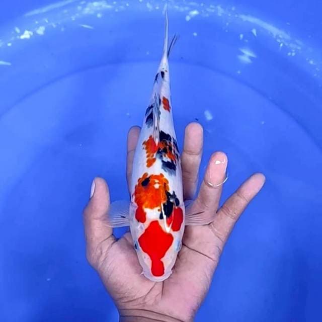 9. Sanke Ori || 26 cm
