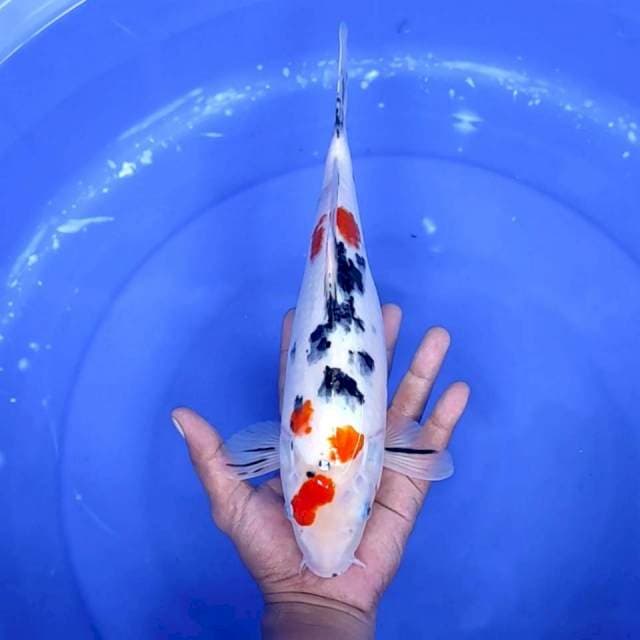 14. Sanke Sakura || 33 cm