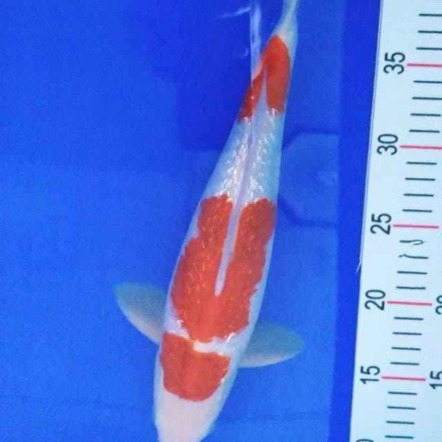 Ai ginrin 36 cm