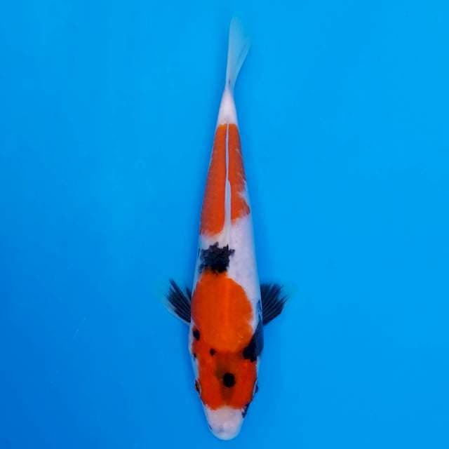 showa 22cm