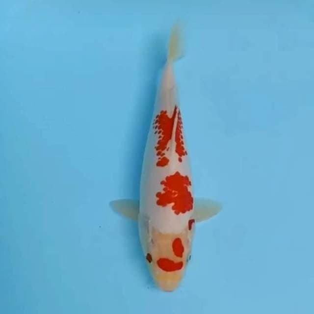 Asli kanoko Kohaku 24cm