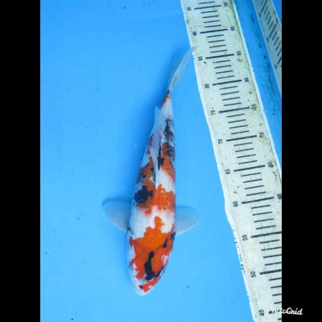 37cm , Male , JT Kindai showa Original