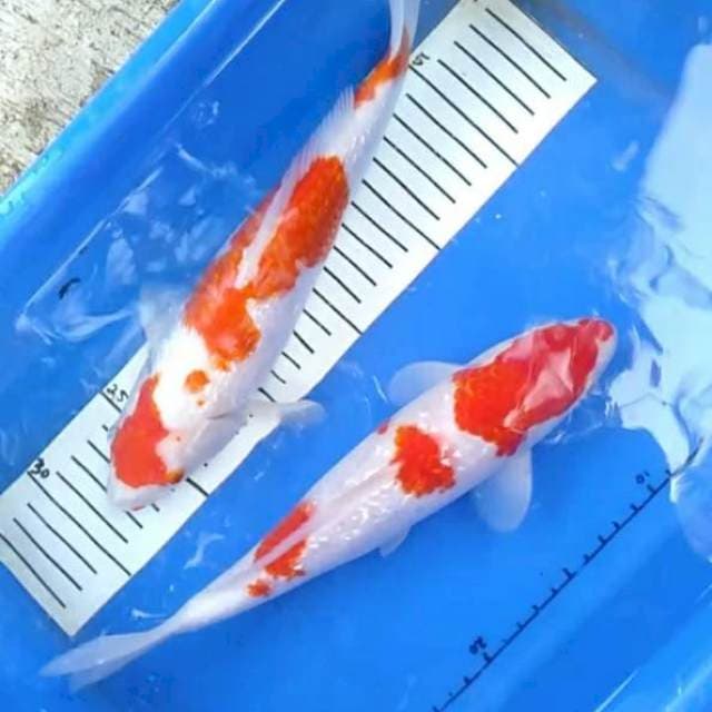 Kohaku ginrin sepasang kekasih 28cm