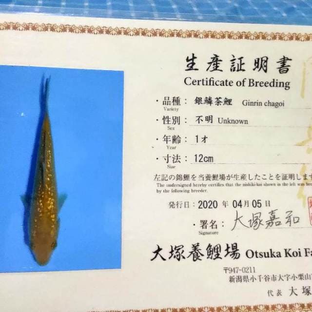 Caramel chagoi ginrin otsuka
