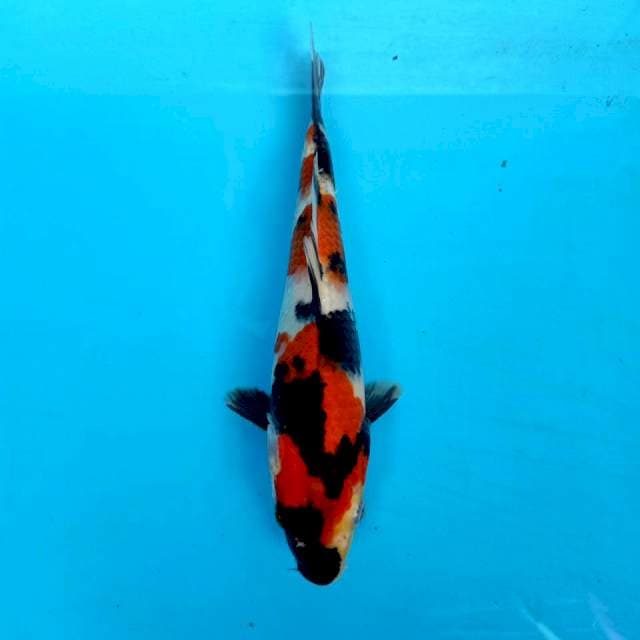 Showa sanshoku, 21cm